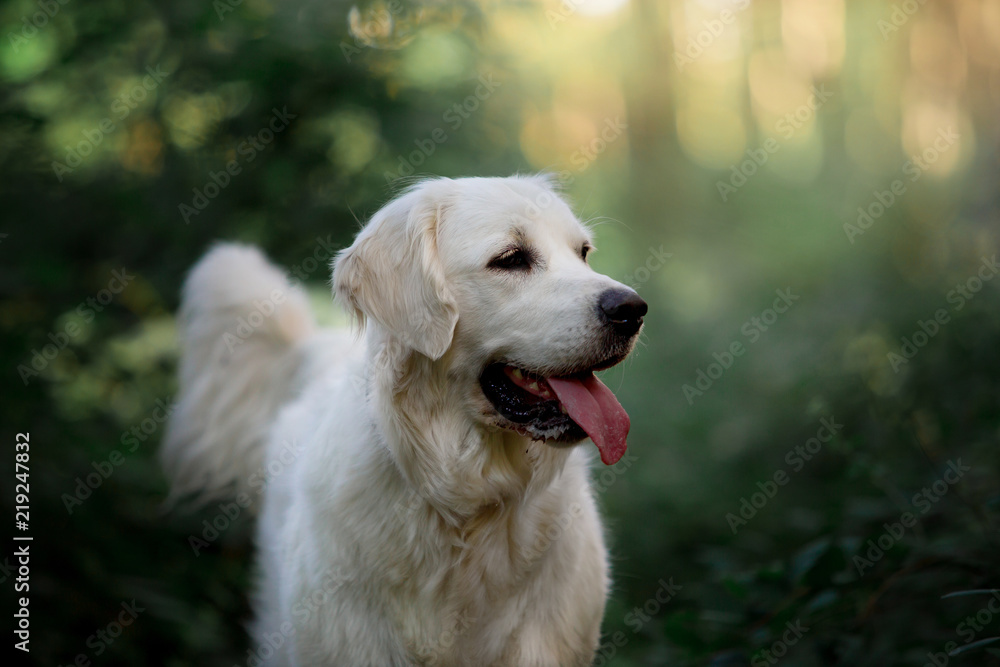 Beautiful dog breed Golden retriever in a green forest - obrazy, fototapety, plakaty 