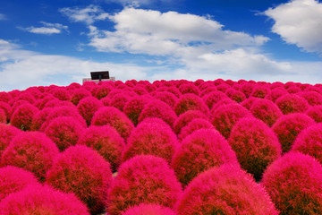 Beautiful kochias at Hitachi seaside park, Japan.