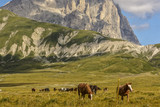 Fototapeta Konie - A group of Horses  with Background of Mountain  in Campo Imperatore - Abruzzo - Italy
