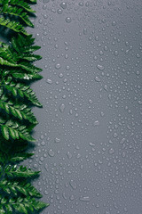 Wall Mural - flat lay with arrangement of green fern plants with water drops on grey backdrop