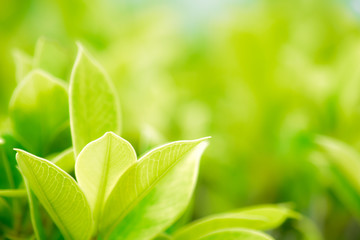 Closeup nature green leaf blurred and natural plants branch in garden at summer under sunlight concept design wallpaper view background with copy space add text.