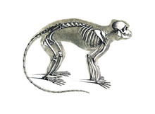 The Skeleton Of The Animal