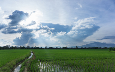 view of filed of rice with blue sky and mountain backgroud