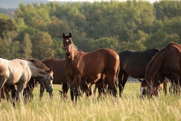 Fotomurales - Horses in the pasture at dawn