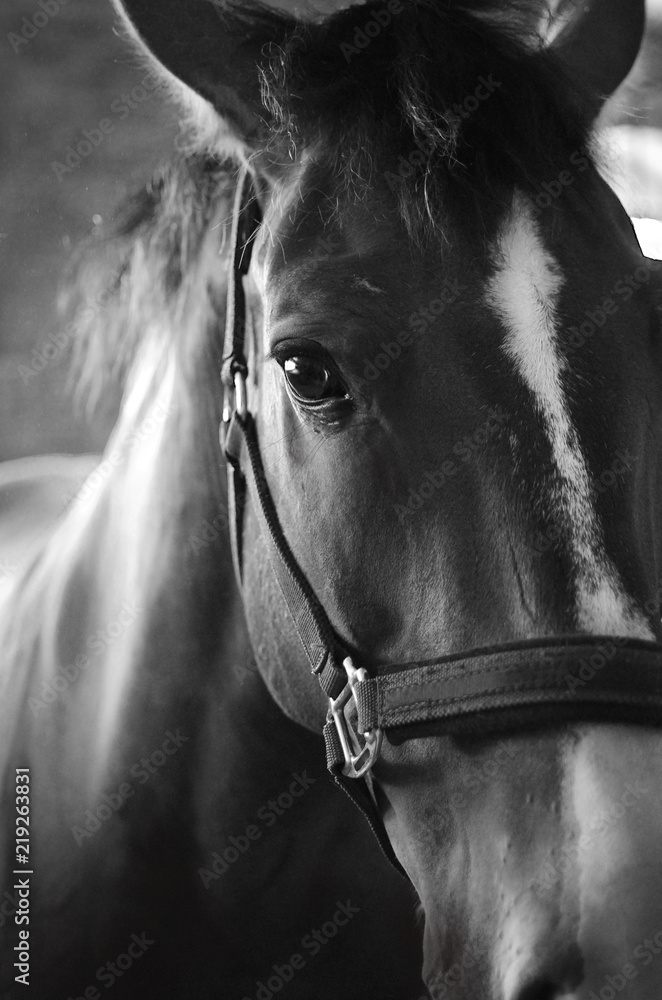 Close-up of horse, black and white, looks at the camera, standing in front of background - obrazy, fototapety, plakaty 