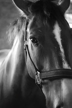 Close-up Of Horse, Black And White, Looks At The Camera, Standing In Front Of Background