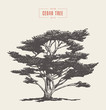 © TheMountBirdStudio - High detail vintage cedar tree drawn, vector