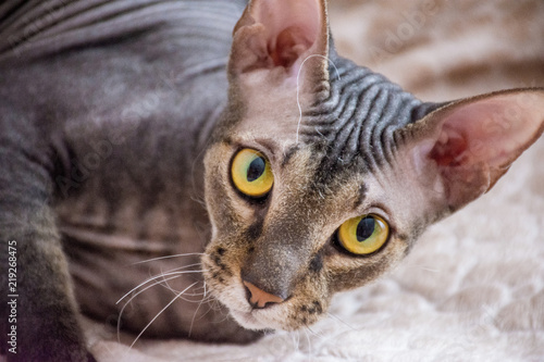 Fotografie, Obraz Portrait of a beautiful thoroughbred bald cat with green and yellow eyes at home