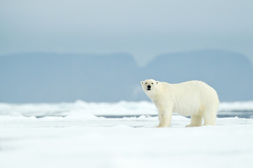 dangerous polar bear walking on the ice, with mountain in the background, russia.
