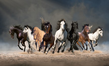 Herd Of Horses Run Forward On The Sand In The Dust On The Sky Background