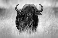 African Buffalo, Cyncerus Cafer, Standing On The River Bank, Chobe, Botswana, Africa. Black And White Art Photo. Danger Animal In The Grass. Wildlife Scene From Nature, Face Portrait.