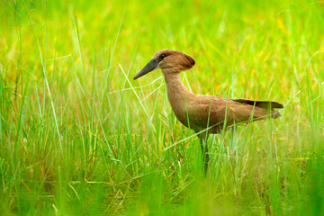 Hamerkop, Scopus umbretta, in the green grass. wet season in Africa. Brown bird in the nature habitat. Wildlife scene from Moremi, Okavango delta, Africa.