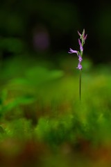 Neottianthe Cucullata, Hoodshaped Orchid, pink flower in nature forest habitat.