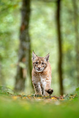 young lynx in green forest. wildlife scene from nature. walking eurasian lynx, animal behaviour in h