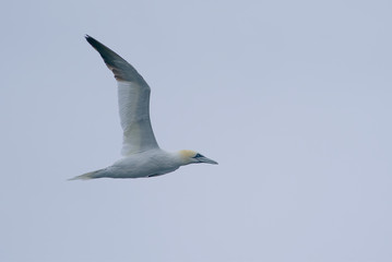 Wall Mural - Flying seagull