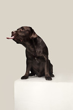 Labrador Retriever Dog Breed Dog Brown Wide Tongue Out Hunger. Emotions Of Animals And Licking Dog Concept.