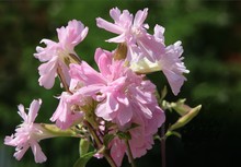 Pink Flowers Of Soapwort Wild Plant