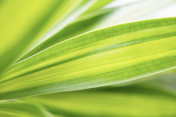 Wall Mural - closeup fresh green leaf in nature background