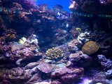 Fototapeta Do akwarium - Floating between algae and coral exotic fish in an aquarium in Barcelona.