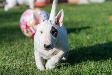 White Bull Terrier Puppy With An Eye Patch In The Grass