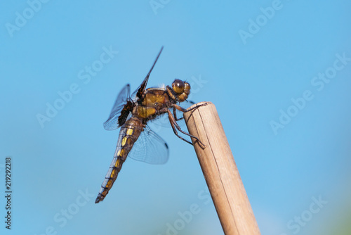 Fotografia, Obraz Broad bodied chaser or darter male seen from the side sitting at the tip of a cu