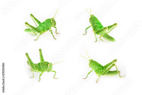 Set Of Baby Green Grasshopper Isolated On White Background Buy This Stock Photo And Explore Similar Images At Adobe Stock Adobe Stock