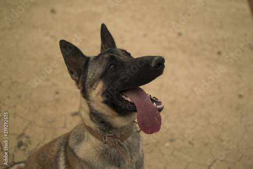 Perro Pastor Belga Malinois Buy This Stock Photo And Explore