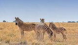 Fototapeta Sawanna - Zebra Family Group