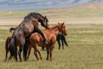 Wall Mural - Wild Horses Mating in the Utah Desert