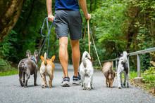 Dogs With  Leash And Owner Ready To Go For A Walk