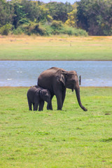 Indian Elephant Sri Lanka