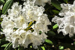 Rhododendron weiß gelb