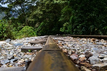 Canvas Print - Railway in the jungle 2