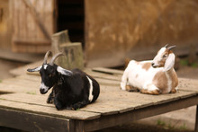 Two Goats Relaxing In Zoo Paddock After Feeding Close Up Summer Outdoor Photo
