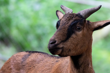 Wall Mural - Portrait of brown goat in zoo