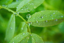 Large Drops Of Rain On The Green Juicy Acacia Branch, Drops And Green Bushes
