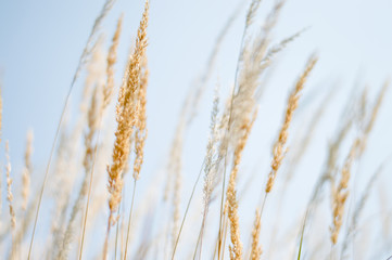 Naklejka na meble Backlit grass