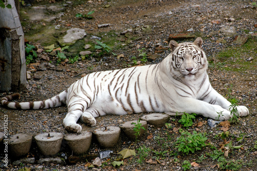 Zdjęcie XXL Biały Tygrys