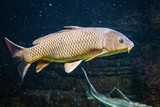 Fototapeta Zwierzęta - carp swims with other fish in a freshwater lake or pond