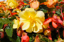 Trailing Begonia Illumination Apricot Yellow And Red Flowers Close Up