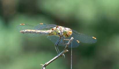 Green stranger