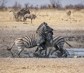 Zebra Fighting