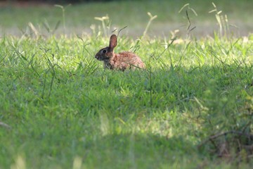 Rabbit in the grass