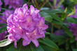 Rhododendron lila pink