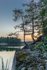 Pine trees reflecting on the calm waters of the Saimaa lake in the Kolovesi National Park in Finland - 2