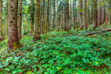 brambles in the forest during rainy day