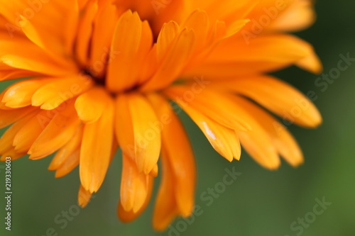  Obraz duże kwiaty   pomaranczowe-duze-kwiaty
