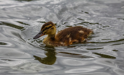 Poster - ducks swimming