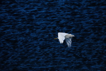 Poster - Great egret