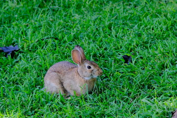 Canvas Print - Rabbit